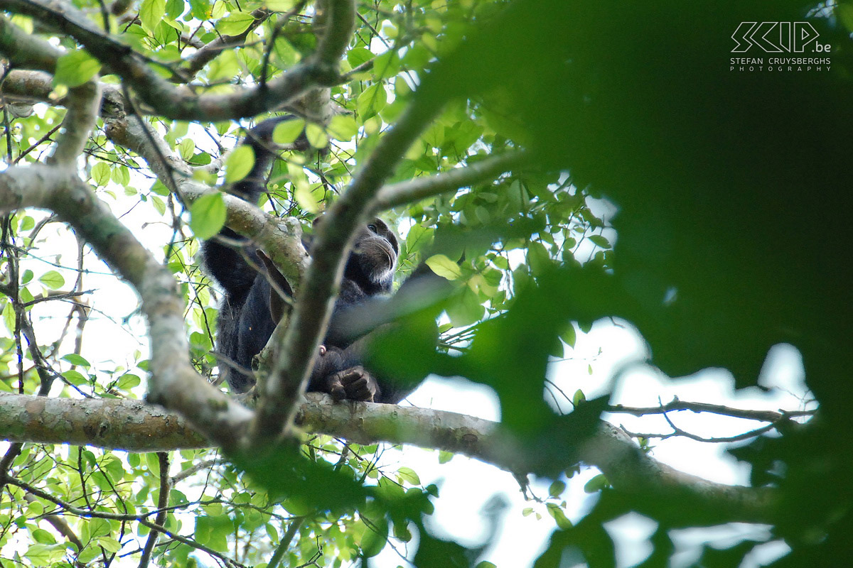Kibale - Chimpansee In de wouden van het Kibale NP leven enkele honderden chimpansees. Samen met een ranger moeten wij echter 3 uur zoeken waarna we opgeschrikt worden door enkele chimpansee kreten. Na een spurt door het dichte woud ontmoeten we enkele chimpansees in de bomen. Stefan Cruysberghs